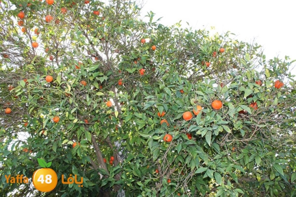 re7la tolkarem (53).JPG